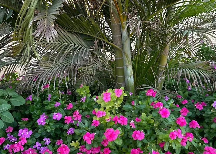 Domina Coral Bay Elisir Per 4 Persone Apartmanhotel *